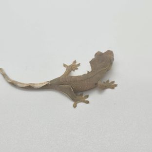옐로우 크림 팬텀