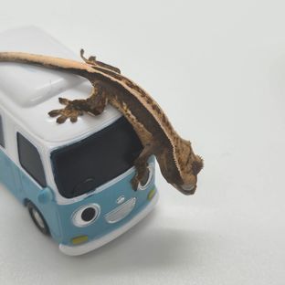 엠티백 풀핀 쿼드 슈퍼스트라이프