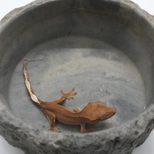 노멀 팬텀 레드