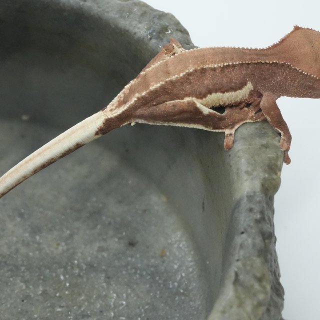 릴리화이트 팬텀 레드