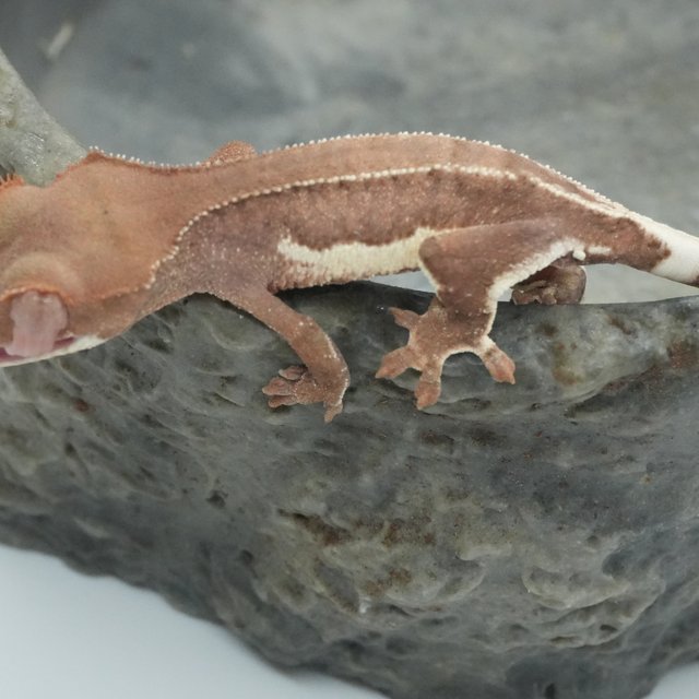 릴리화이트 팬텀 레드