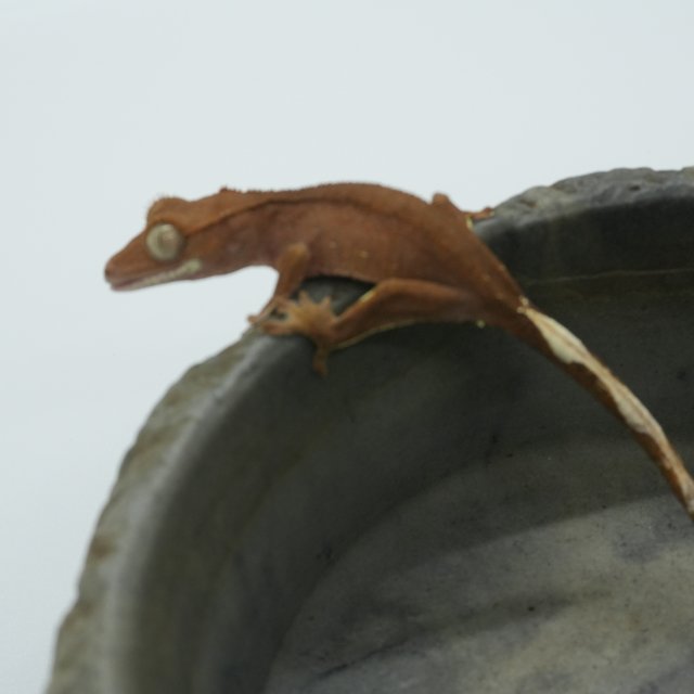 노멀 팬텀 레드