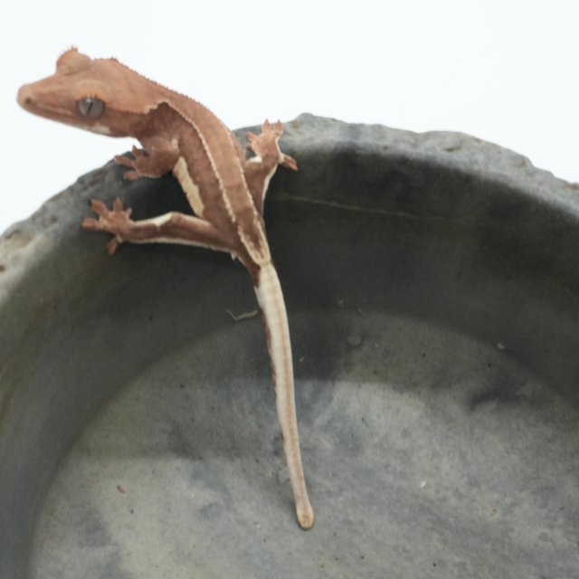 릴리화이트 팬텀 레드