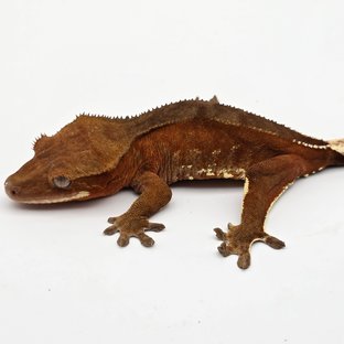 레드 바이 화이트포트홀 핀스트라이프