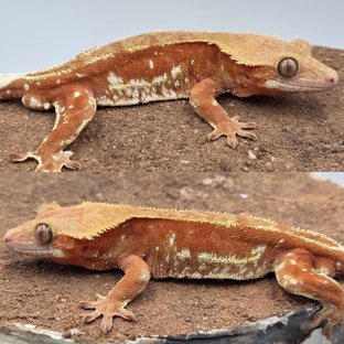 레드 바이 화이트포트홀