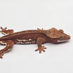 Red Bi White Porthole White Spot Pinstripe