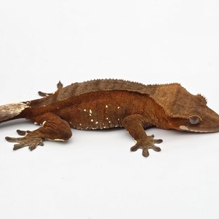 레드 바이 화이트포트홀