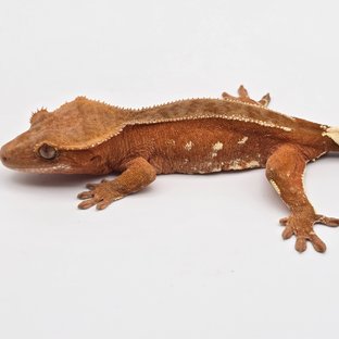 레드 바이 핀스트라이프 화이트포트홀 화이트스팟