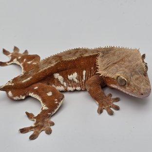 Red Bi White Porthole White Spot Pinstripe