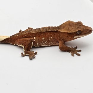 레드 바이 화이트포트홀