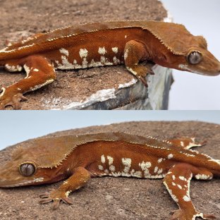 레드 바이 화이트포트홀