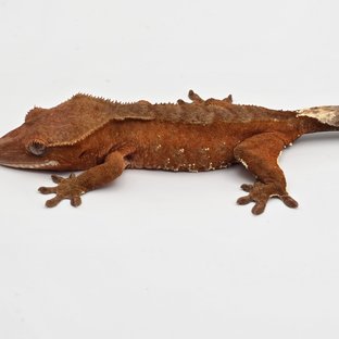 레드 바이 화이트포트홀