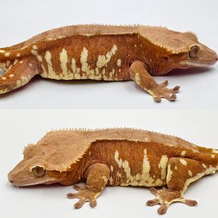 줄리