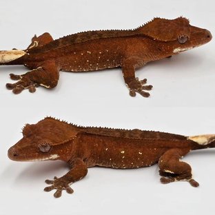 레드 바이 화이트포트홀