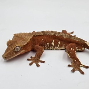 Red Bi White Porthole White Spot