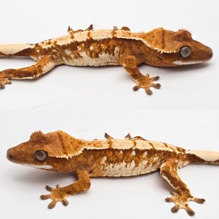 Red Tri Extreme Harlequin White Spot White Crown