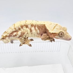 레드 드리피 화이트스팟