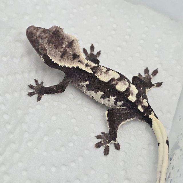 Axanthic
