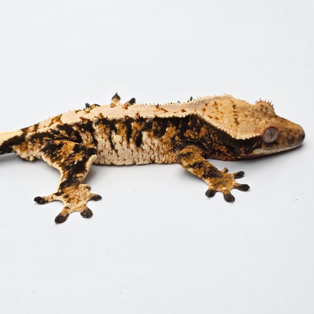 Tri Extreme Harlequin Tangerine