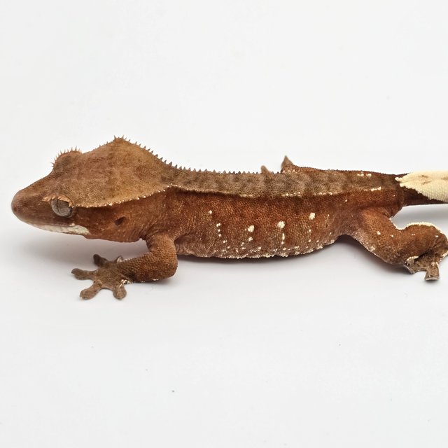 레드 바이 화이트포트홀