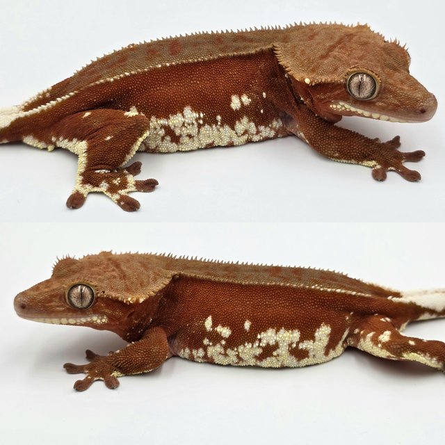 레드 바이 화이트포트홀