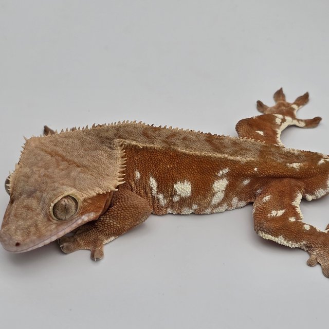 Bi Red White Spot White Porthole Pinstripe