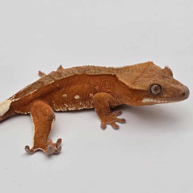 레드 바이 화이트포트홀 핀스트라이프