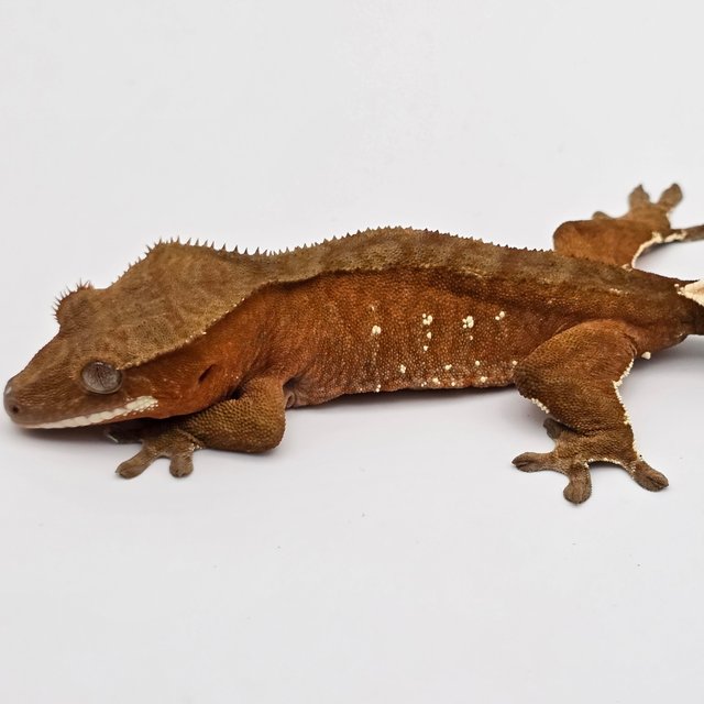 레드 바이 화이트포트홀