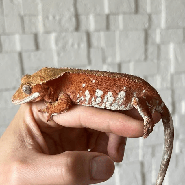 레드 바이 화이트포트홀