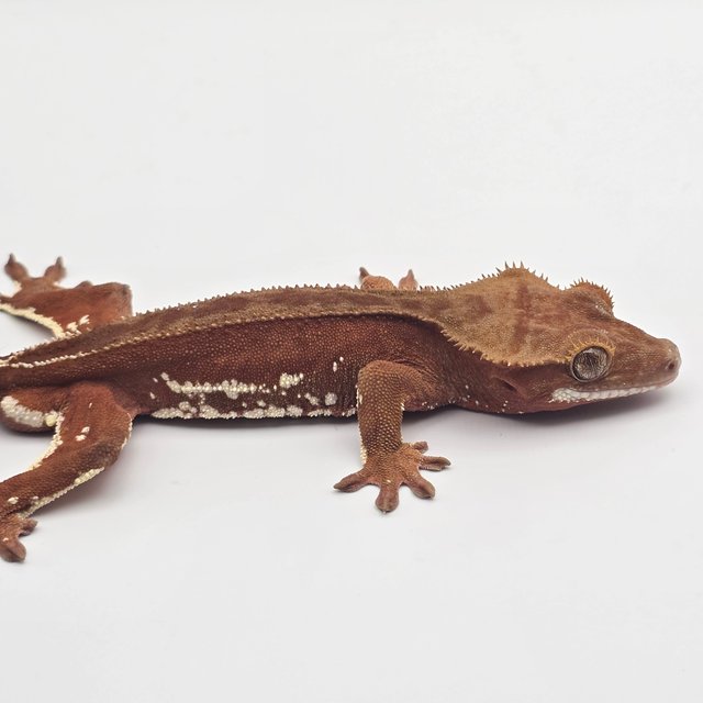 Red Bi White Porthole White Spot Pinstripe