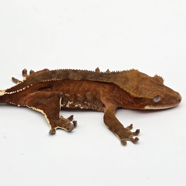 레드 바이 화이트포트홀 핀스트라이프