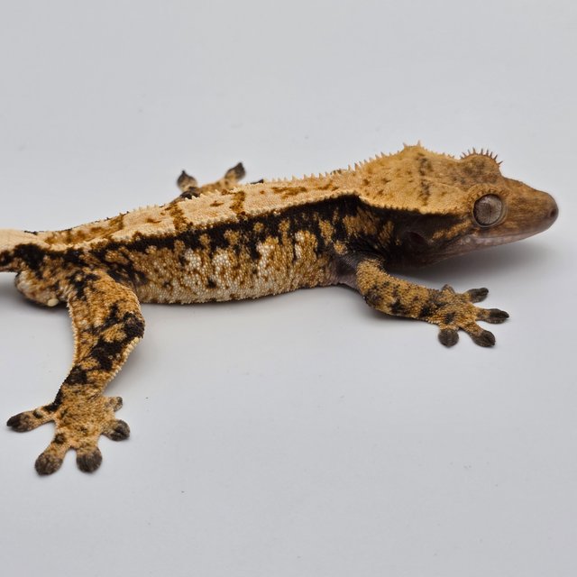 Tri Extreme Harlequin White Spot