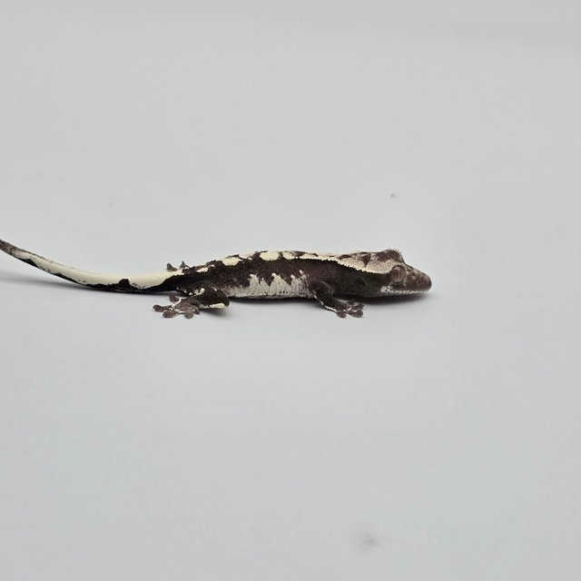 Axanthic