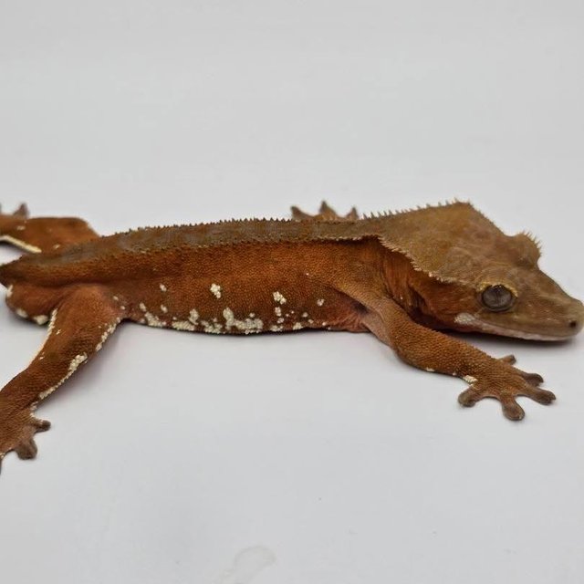 Red Bi White Porthole