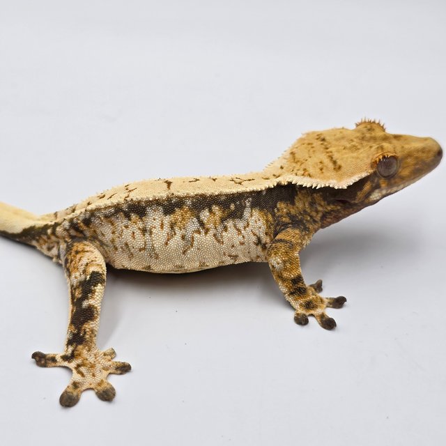 트라이 익스트림할리퀸 드리피 화이트스팟