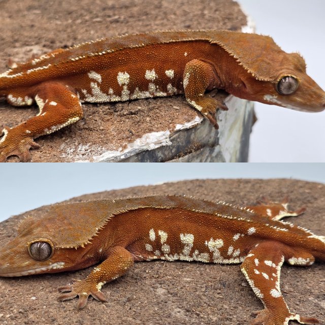 Red Bi White Porthole