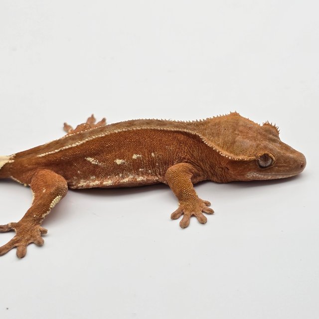 레드 바이 핀스트라이프 화이트포트홀 화이트스팟