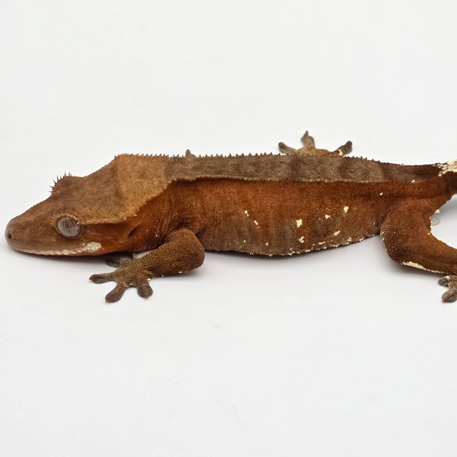 레드 바이 화이트포트홀