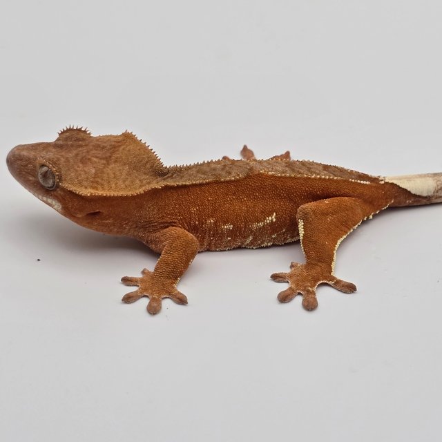 레드 바이 화이트포트홀 핀스트라이프