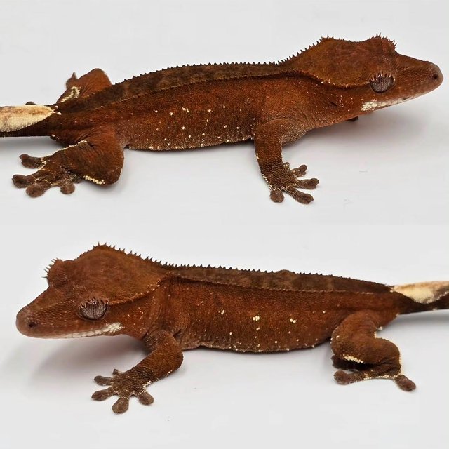 레드 바이 화이트포트홀