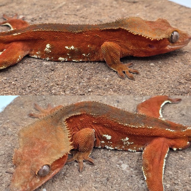 Red Bi White Porthole