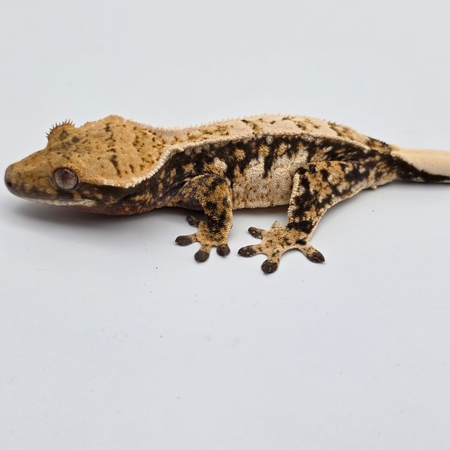 Pinstripe Tri Drippy White Spot