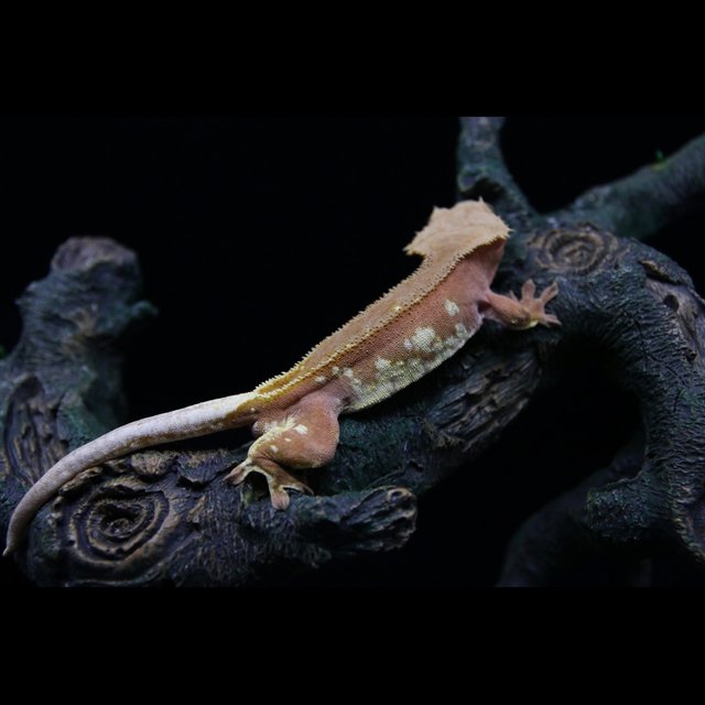 레드 바이 화이트포트홀