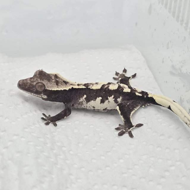 Axanthic