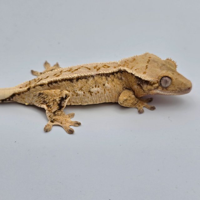 Tri Extreme Harlequin Drippy White Spot Pinstripe