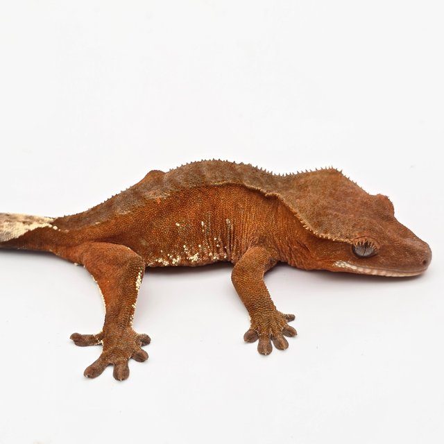 레드 바이 화이트포트홀