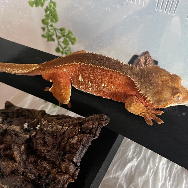 레드 바이 화이트포트홀