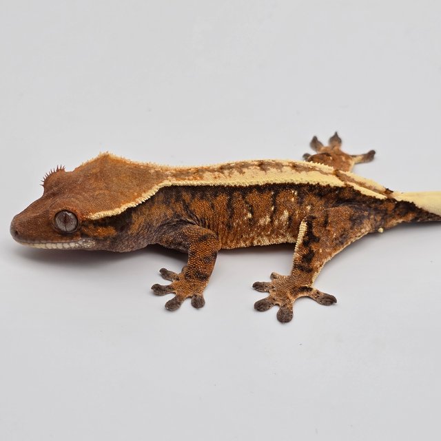 트라이 세이블 핀스트라이프