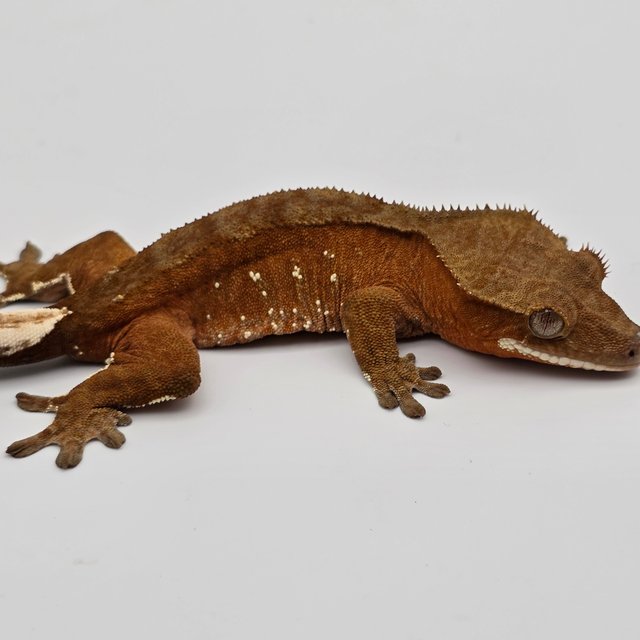 레드 바이 화이트포트홀