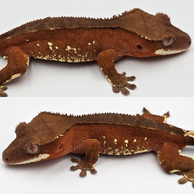 레드 바이 화이트포트홀